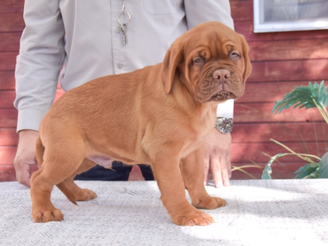 Dogue de Bordeaux puppy for sale
