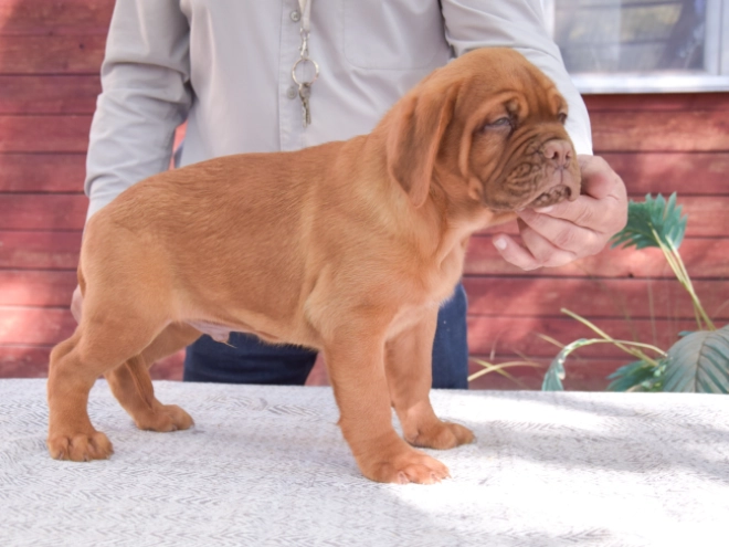 Dogue de Bordeaux puppy for sale