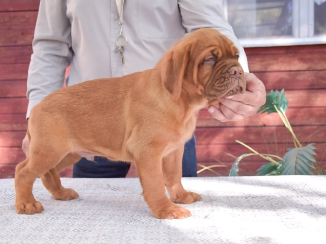 Dogue de Bordeaux puppy for sale