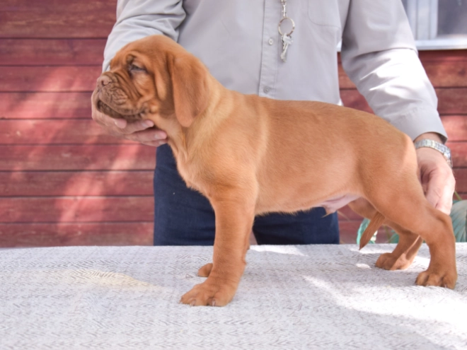 Dogue de Bordeaux puppy for sale
