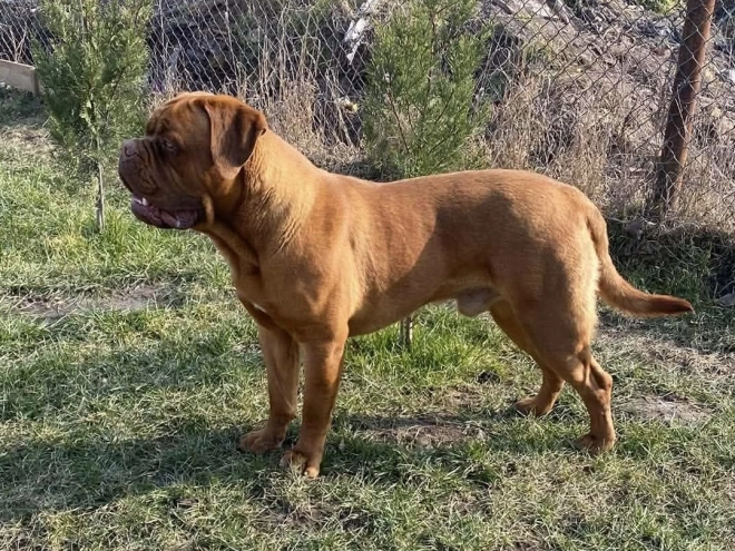 Dogue de Bordeaux puppy for sale
