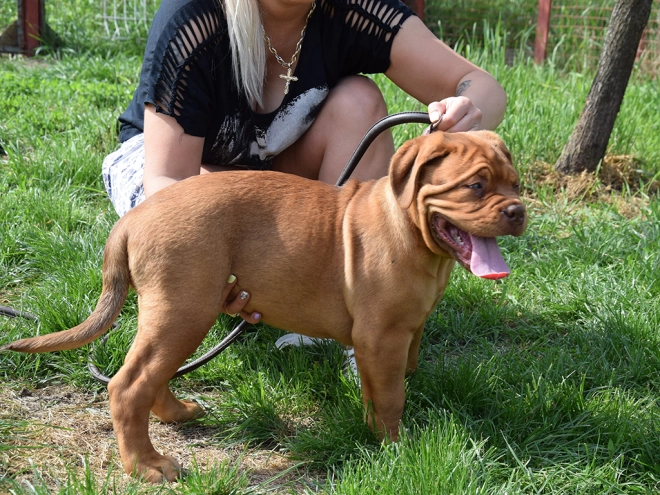Dogue de Bordeaux puppy for sale