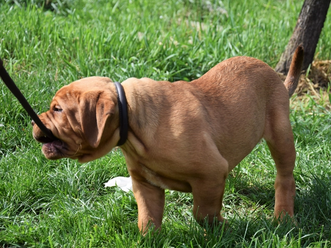 Dogue de Bordeaux puppy for sale