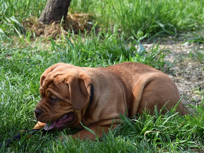 Dogue de Bordeaux puppy for sale