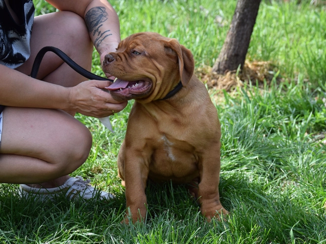 Dogue de Bordeaux puppy for sale