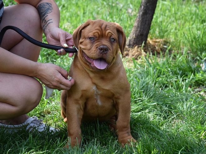Dogue de Bordeaux puppy for sale
