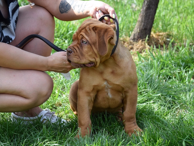 Dogue de Bordeaux puppy for sale