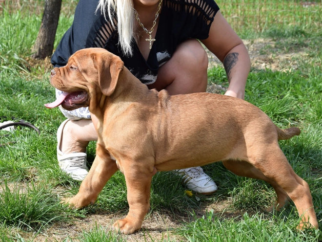 Dogue de Bordeaux puppy for sale