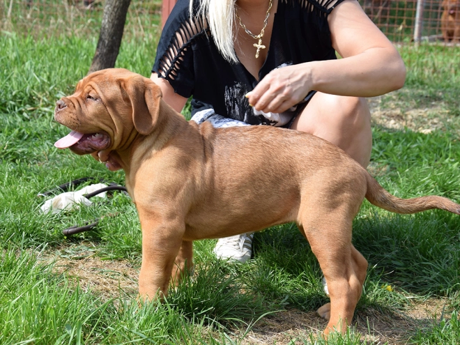 Dogue de Bordeaux puppy for sale