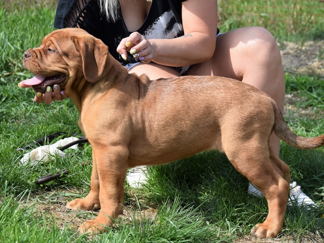 Dogue de Bordeaux puppy for sale