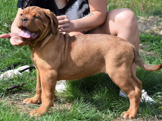 Dogue de Bordeaux puppy for sale