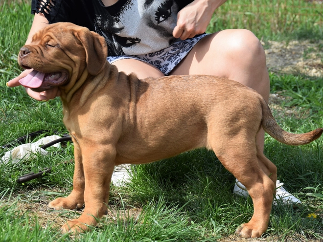 Dogue de Bordeaux puppy for sale