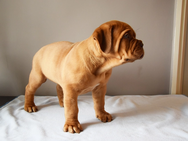 Dogue de Bordeaux puppy for sale