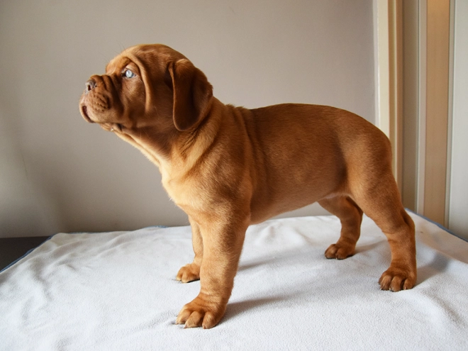 Dogue de Bordeaux puppy for sale