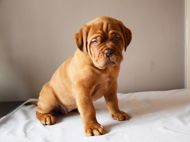 Dogue de Bordeaux puppy for sale