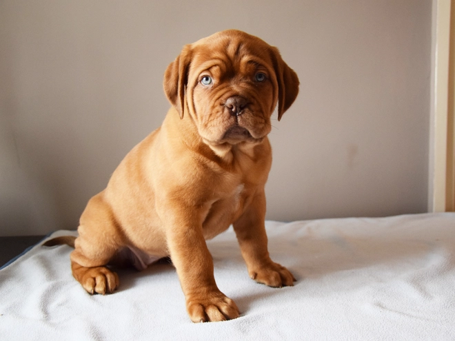 Dogue de Bordeaux puppy for sale