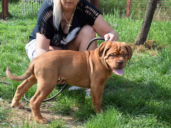 Dogue de Bordeaux puppy for sale
