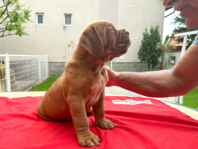 Perros Dogo de Burdeos en venta