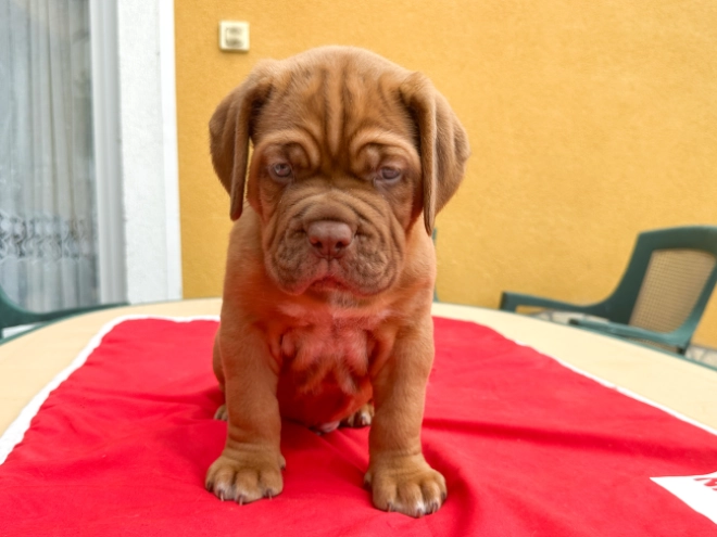 Perros Dogo de Burdeos en venta