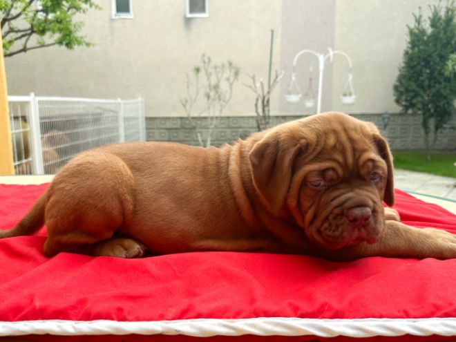 Perros Dogo de Burdeos en venta