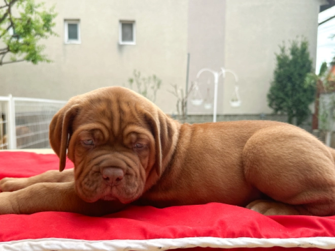 Perros Dogo de Burdeos en venta