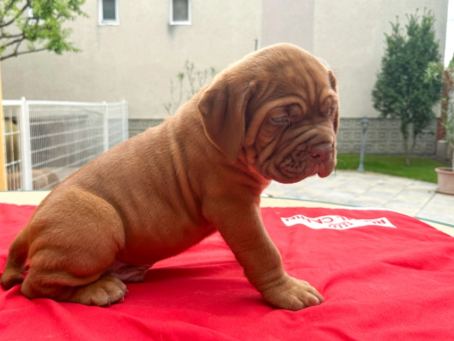 Perros Dogo de Burdeos en venta