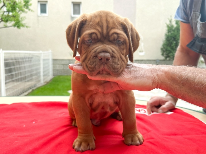 Perros Dogo de Burdeos en venta