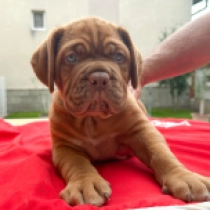 Dogue de Bordeaux puppy for sale
