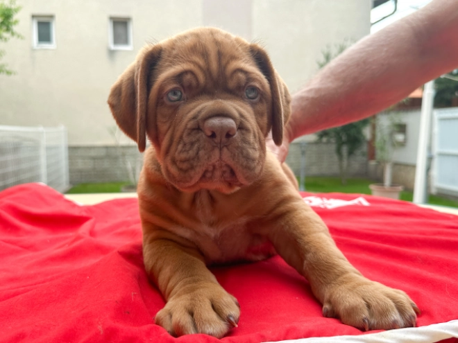 Perros Dogo de Burdeos en venta