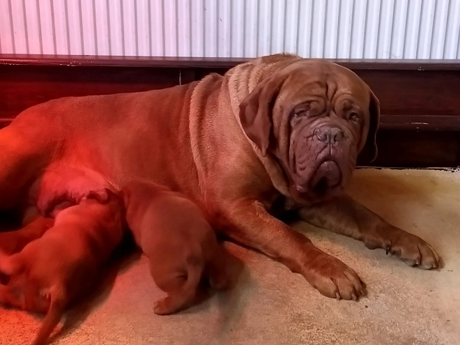 Perros Dogo de Burdeos en venta
