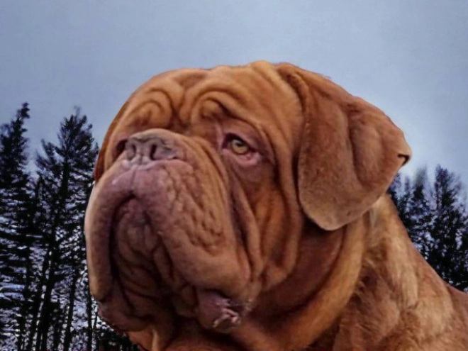 Perros Dogo de Burdeos en venta