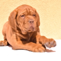 Freja, red Dogue de Bordeaux Welpen kaufen
