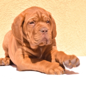 Dogue de Bordeaux puppy for sale
