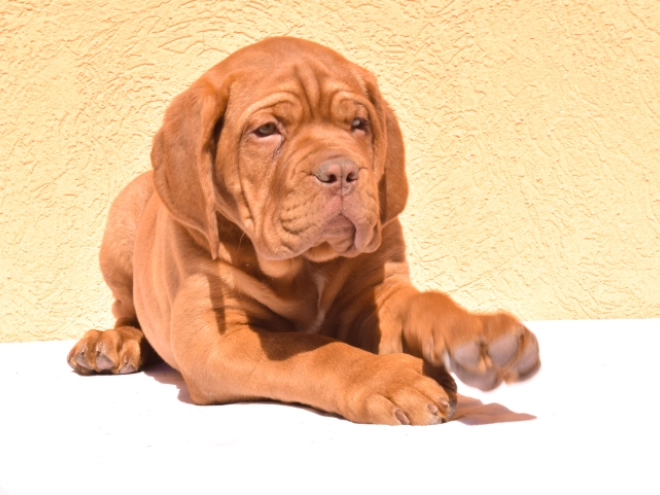 Perros Dogo de Burdeos en venta