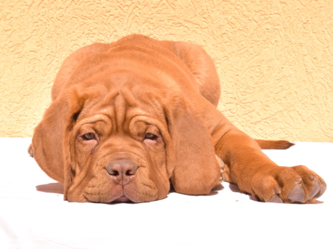 Perros Dogo de Burdeos en venta