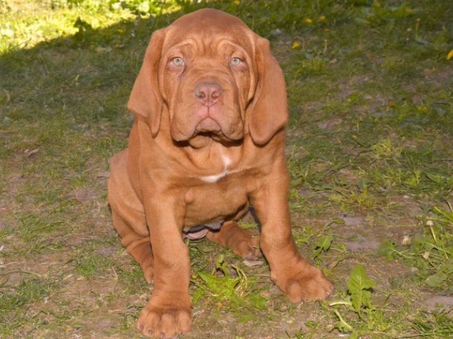 Perros Dogo de Burdeos en venta
