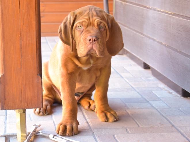 Perros Dogo de Burdeos en venta