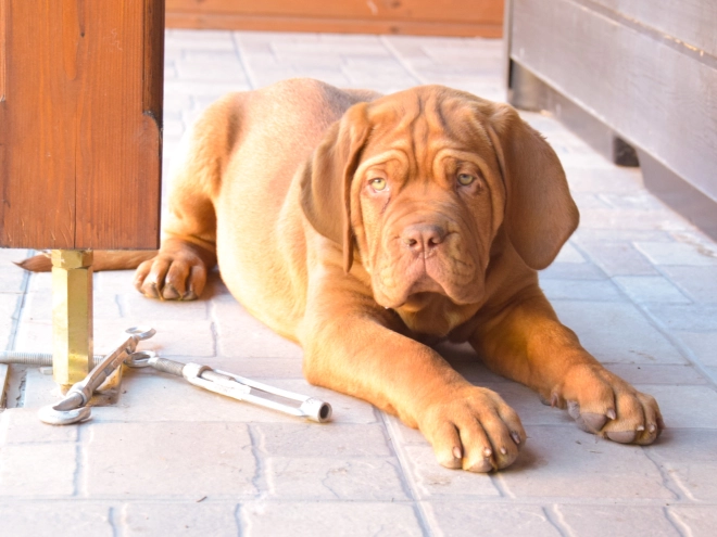 Perros Dogo de Burdeos en venta