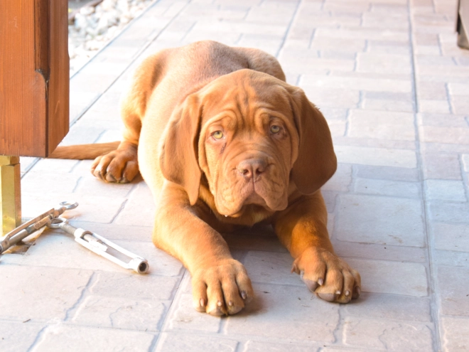 Perros Dogo de Burdeos en venta