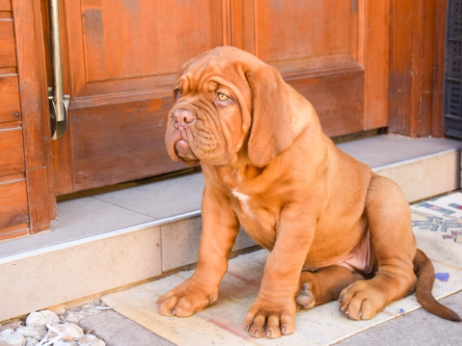 Perros Dogo de Burdeos en venta