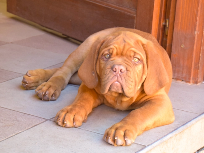 Perros Dogo de Burdeos en venta
