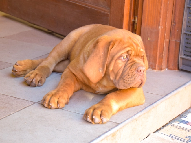 Perros Dogo de Burdeos en venta