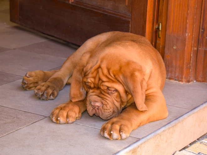 Perros Dogo de Burdeos en venta