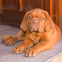 Flavia, red Dogue de Bordeaux Welpen kaufen