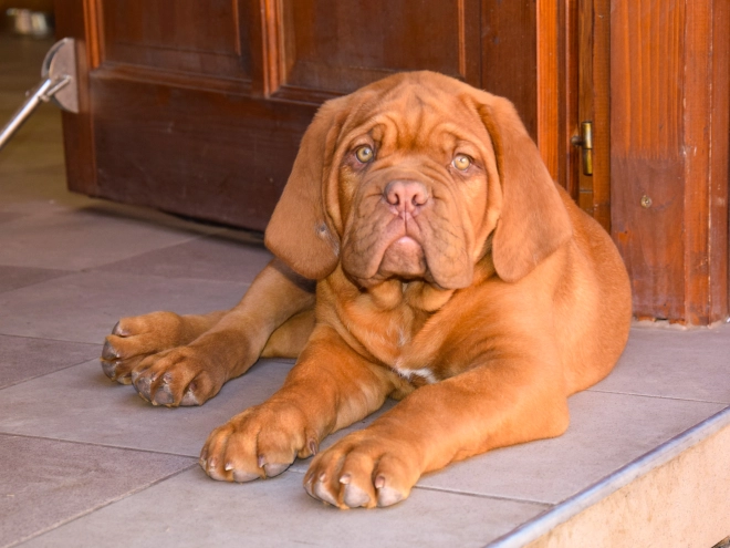 Perros Dogo de Burdeos en venta