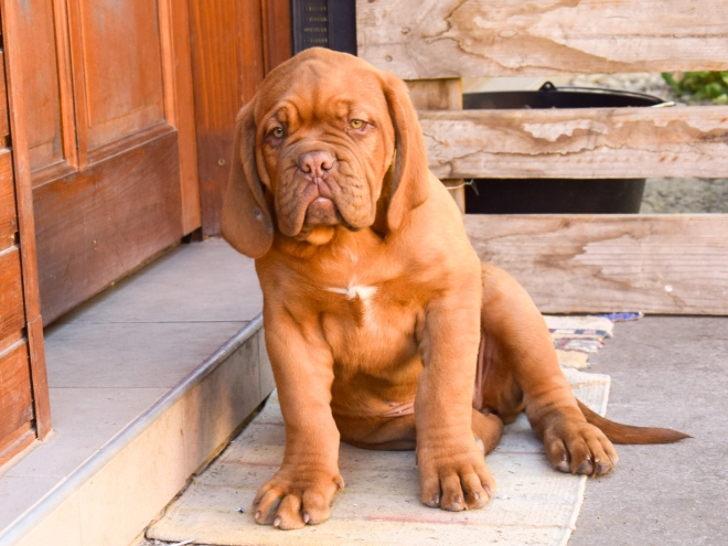 Perros Dogo de Burdeos en venta
