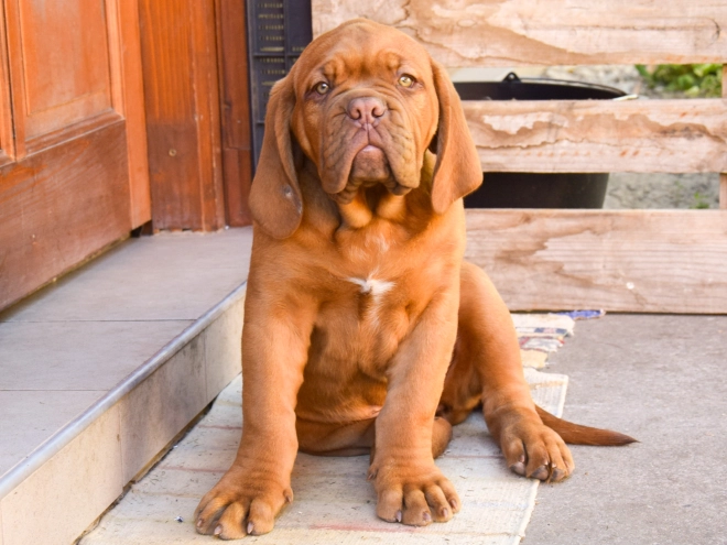 Perros Dogo de Burdeos en venta