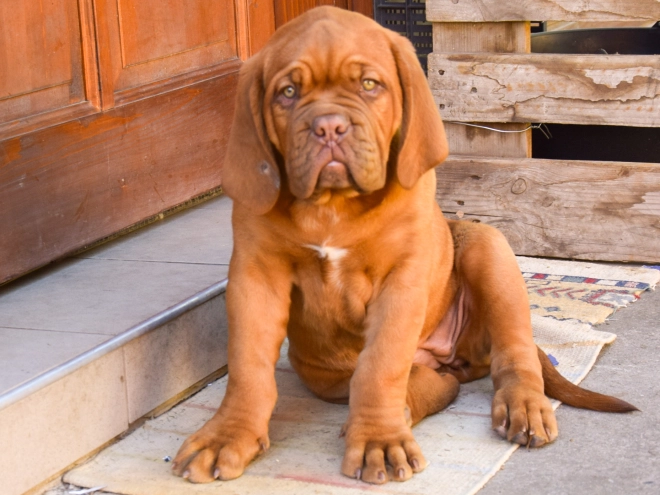 Perros Dogo de Burdeos en venta