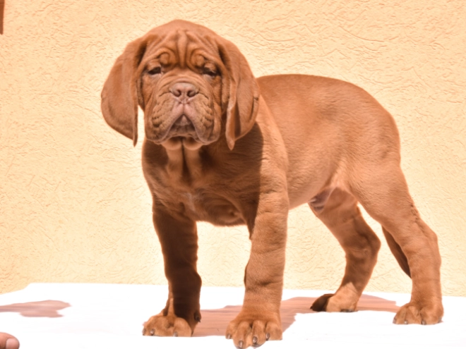 Perros Dogo de Burdeos en venta