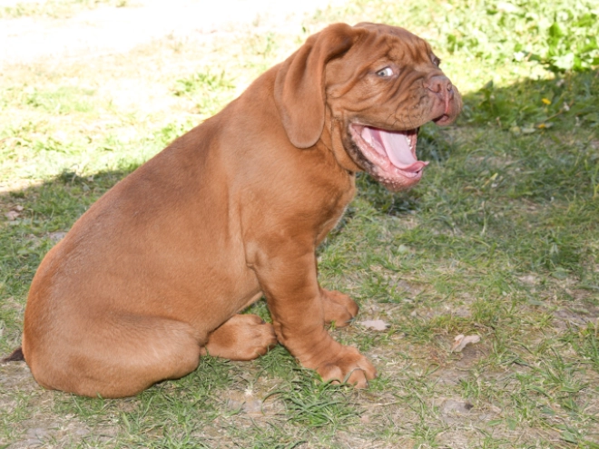 Perros Dogo de Burdeos en venta